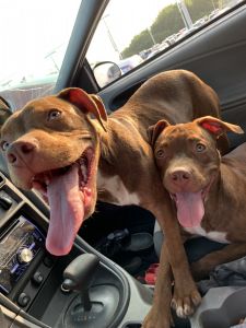 Rednose pitbull puppy