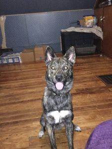 ❤️1 year old dog needing a new forever home❤️