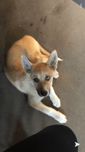 Husky mix 3 mounts male