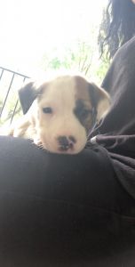 Male & Female Puppy For Sale