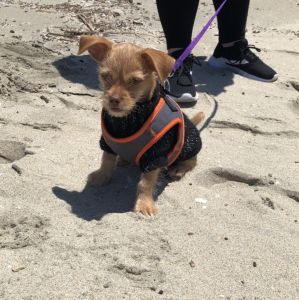 Cute loving chihuahua/terrier puppy