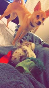 Niklaus the Pomeranian Chihuahua