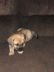Puppies for Sale