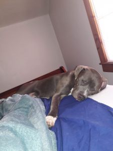 Pit/Mastiff 9mth old puppy