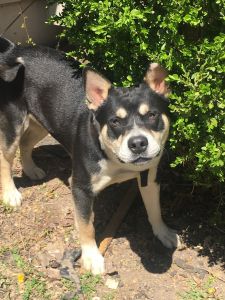 He is so good and well mannered I just honesty have no time for him