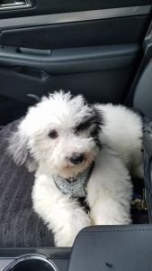 MINI SHEEPADOODLE