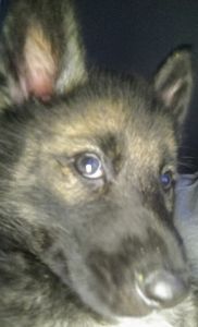 German shepherd husky mix