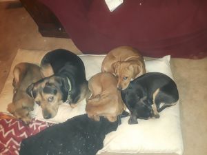 4 snuggly puppies!!