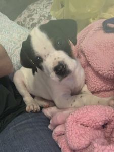 8 week old walker/pit mix