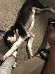 HUSKEY/GERMAN SHEPPARD