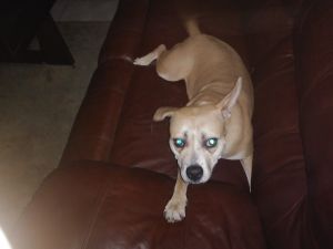 Very sweet mixed breed for sale