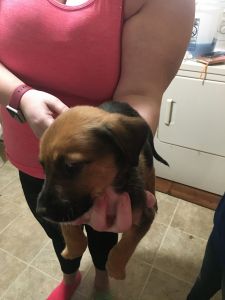 Catahoula Rot mix puppies