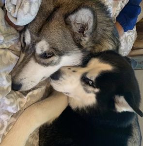 Malamute and Husky Mix