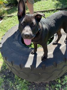 Black Shepard Terrier Mix