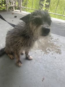 Mixed breed for seek