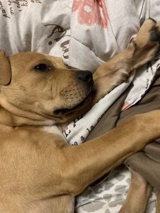 Pit bull mastiff mix