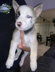 Husky mixed