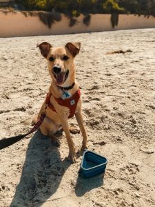 9 month old shepherd mix for sale including cage/supplies!!