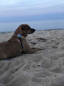 Selling beautiful family dog