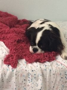 Jappenese chin/ Pekingese