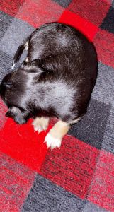 . Morkie chihuahua mix