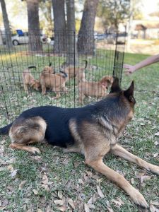 Puppies!!! German Shepard/Pitt Mix