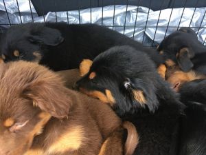 Puppies for sell