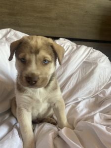 Husky mix puppies Phoenix