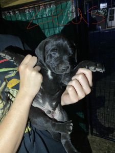SilverLab/Pitbull puppies