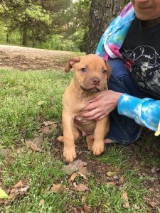 Sweet pups looking for good furever home.