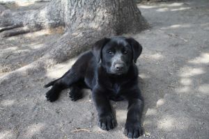 Labrador mixed with German Shepard