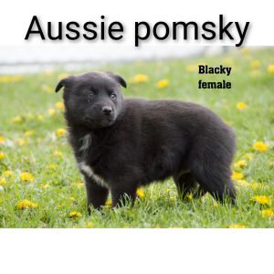 3 female Aussie pomsky puppies