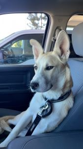 Trying to find new home for my Pup