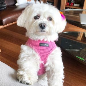 Male and female Maltese for free adoptoin
