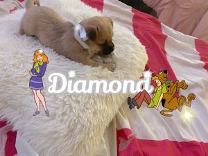 Adorable Sweet Baby Puppies