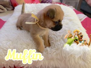 Adorable Small Sweet Baby Boy Puppy!