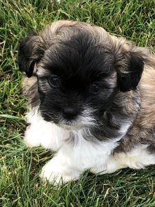 Havashu (Havanese/Shitzu)