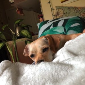 Stella (the “Stool”)