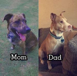 PITBULL MIXED PUPPIES FOR SALE!