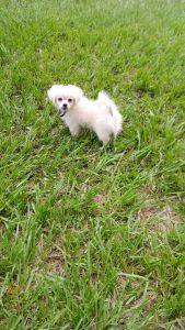 Pekingese Pomeranian mix female puppy