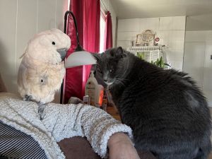 Mullican cockatoo for sale