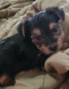 Adorable Morkie Pups
