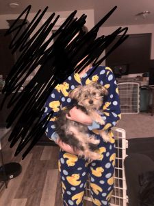 Morkie for sale