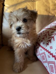 Morkie puppies for sale