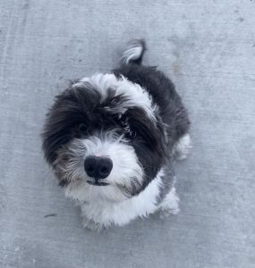 1 yr old morkie for sale