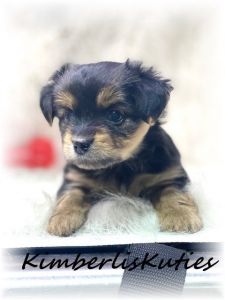 Boomer, Morkie male
