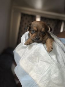 Morkie yorkie x Maltese mix 9 weeks