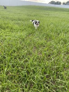 Small morkies with certification and shots.
