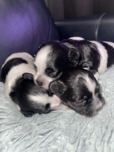 Korean Morkie Puppies