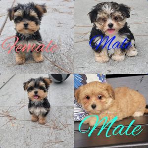Morkie Puppies in Summerville, South Carolina